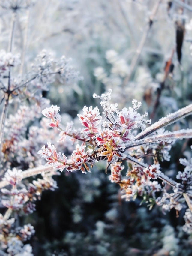 3 Tips Om Uw Tuin Winterklaar Te Maken Habro Tuinen